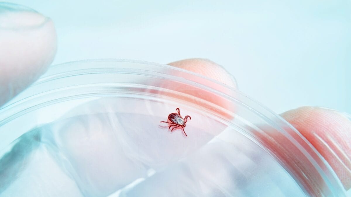 7 U.S. States Facing a Tick Population & Lyme Disease Surge - tick on a petri dish ss2185027789