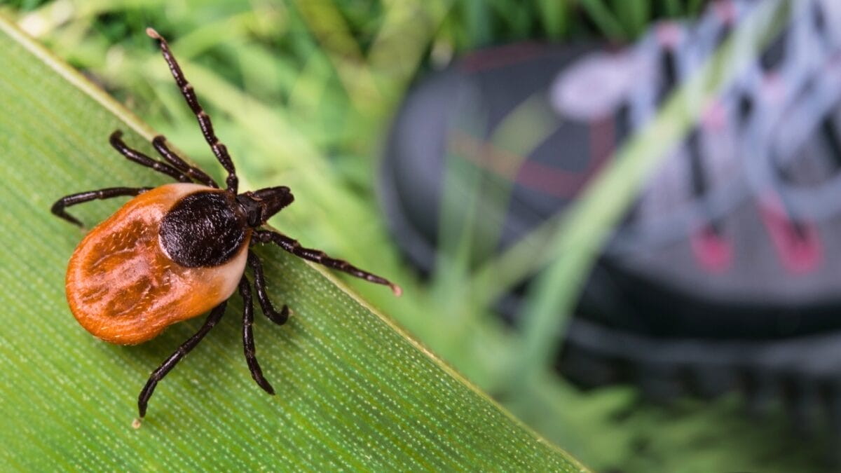 7 U.S. States Facing a Tick Population & Lyme Disease Surge - tick on grass ss1725926404
