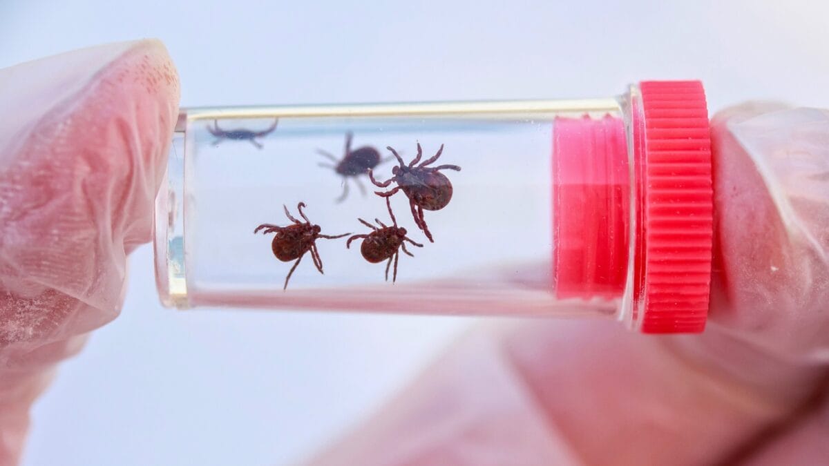 7 U.S. States Facing a Tick Population & Lyme Disease Surge - ticks inside a container ss1690340974