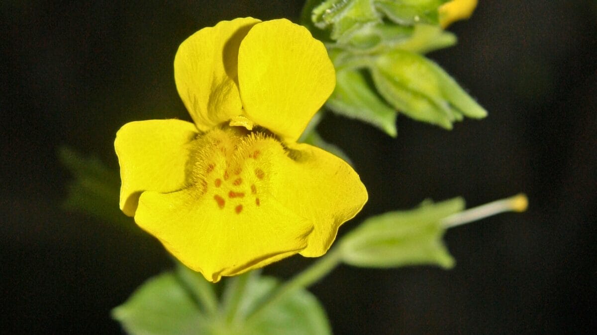 15 Bizarre Plants That Look Like They Belong in a Zoo - tiger monkey face flower wiki com