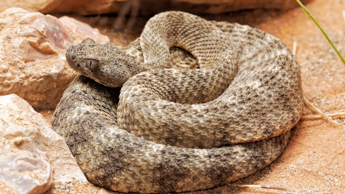 30 Rattlesnake Species from Around the Globe: Majority in U.S. - tiger rattlesnake dp232144998