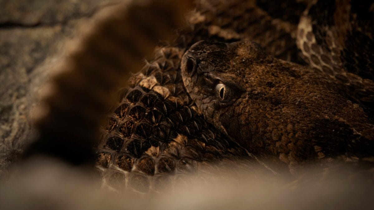30 Rattlesnake Species from Around the Globe: Majority in U.S. - timber rattlesnake dp703052114