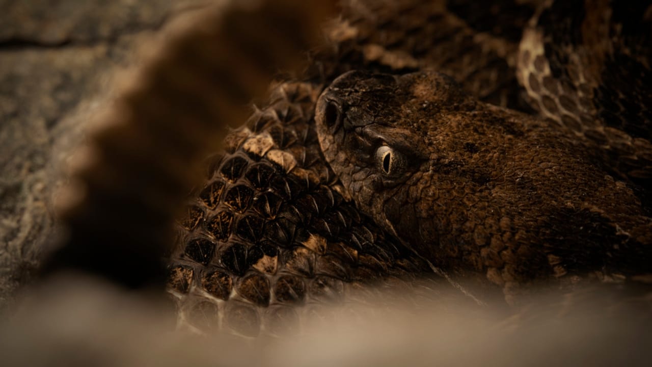 Timber Rattlesnake Home 30 Rattlesnake Species from Around the Globe: Majority in U.S.