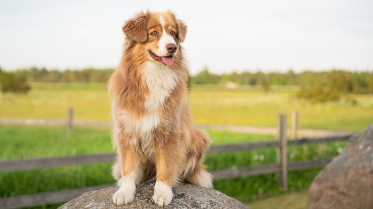 7 Unique Traits of Nova Scotia Duck Tolling Retrievers & How Their Dance Captures Ducks Attention - toller dog coat ss2413426535