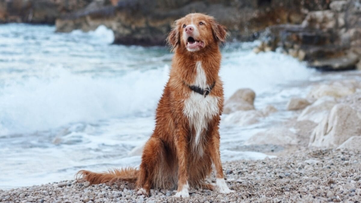 7 Unique Traits of Nova Scotia Duck Tolling Retrievers & How Their Dance Captures Ducks Attention - toller dog in beach ss2371156987