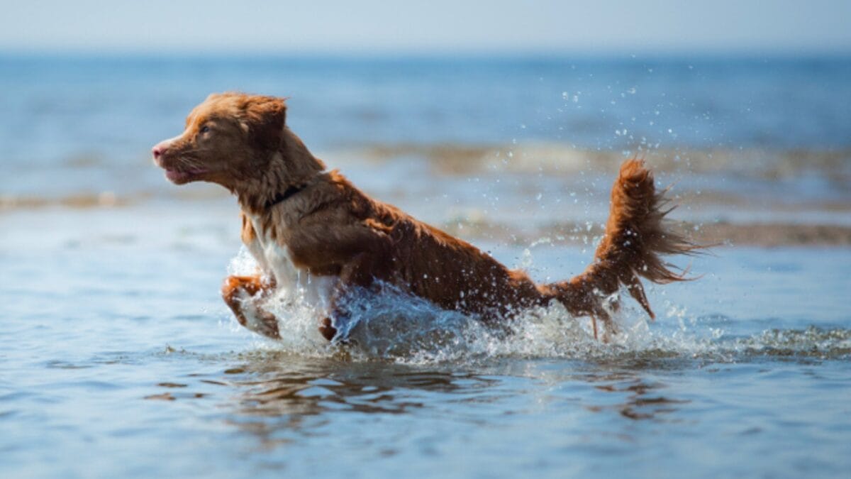7 Unique Traits of Nova Scotia Duck Tolling Retrievers & How Their Dance Captures Ducks Attention - toller dog in water ss1370577593