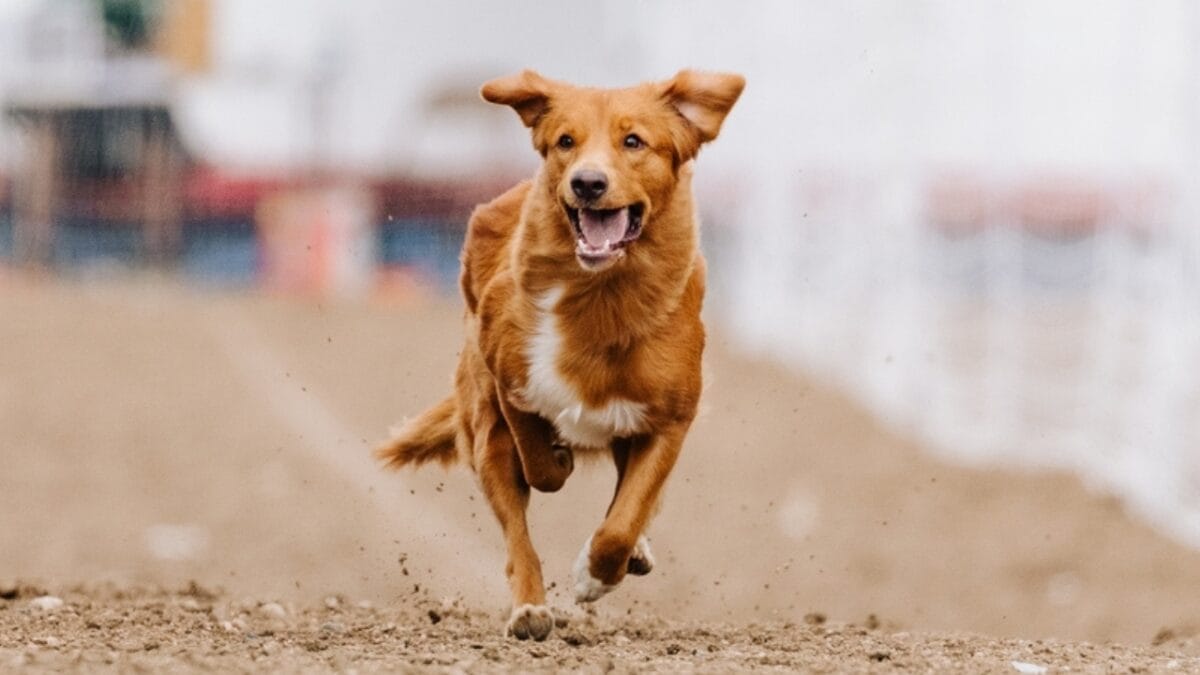 7 Unique Traits of Nova Scotia Duck Tolling Retrievers & How Their Dance Captures Ducks Attention - toller dog running ss2378592791