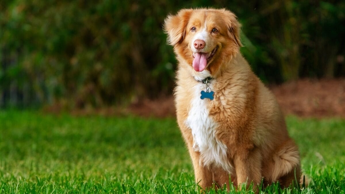 7 Unique Traits of Nova Scotia Duck Tolling Retrievers & How Their Dance Captures Ducks Attention - toller dog smiling ss2467938691