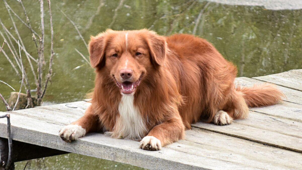 7 Unique Traits of Nova Scotia Duck Tolling Retrievers & How Their Dance Captures Ducks Attention - toller dog ss1143896342