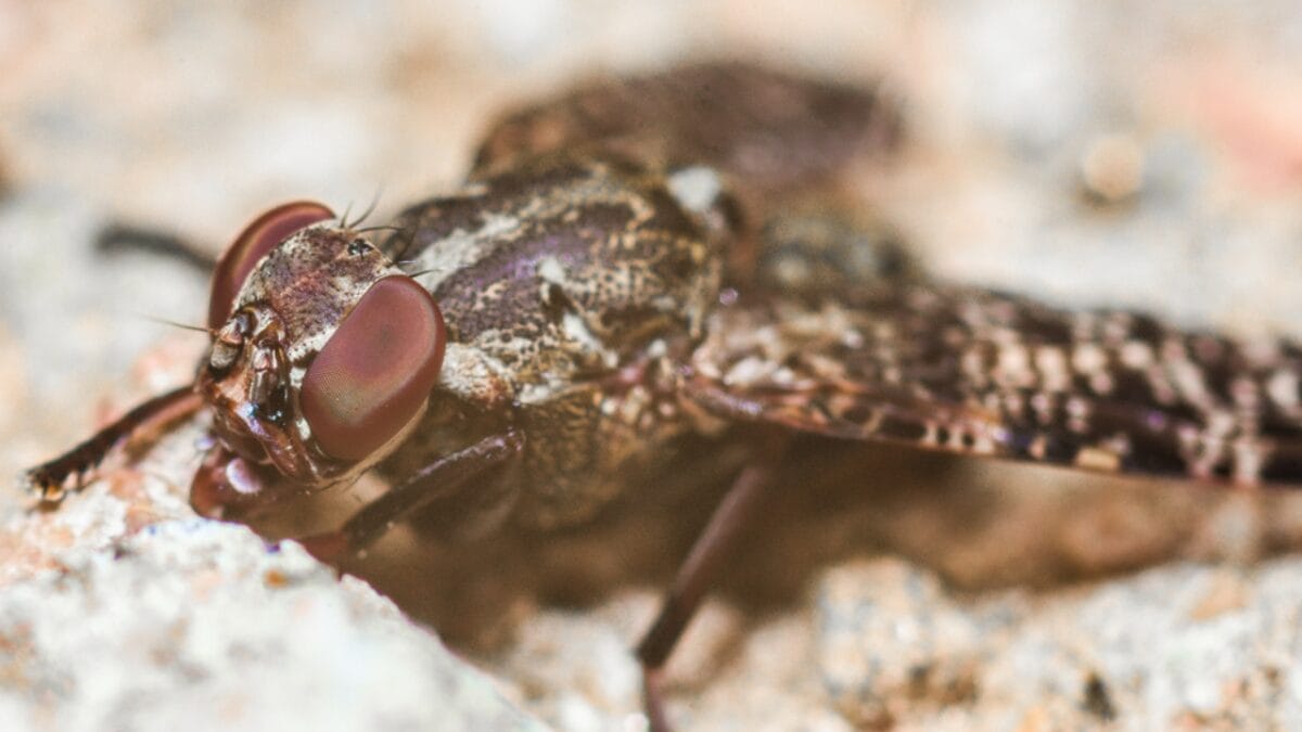 19 Terrifying Creatures That Could Give You Nightmares - tse tse fly dp404856196