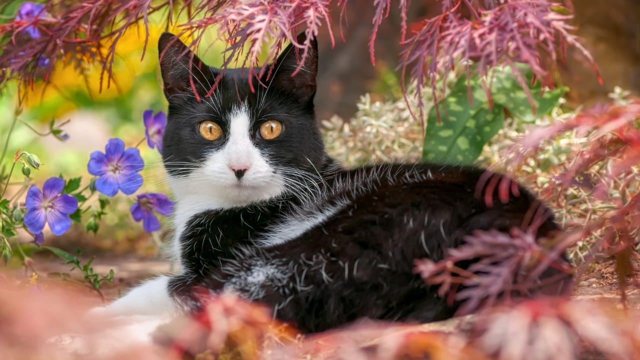10 Facts About Tuxedo Cats You Probably Didn’t Know - tuxedo cat ss2372075877