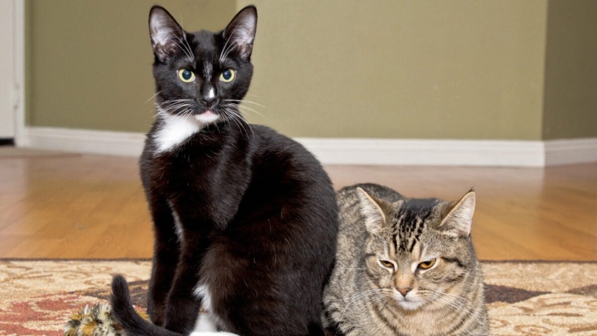 10 Facts About Tuxedo Cats You Probably Didn’t Know - tuxedo cat different color dp42380951
