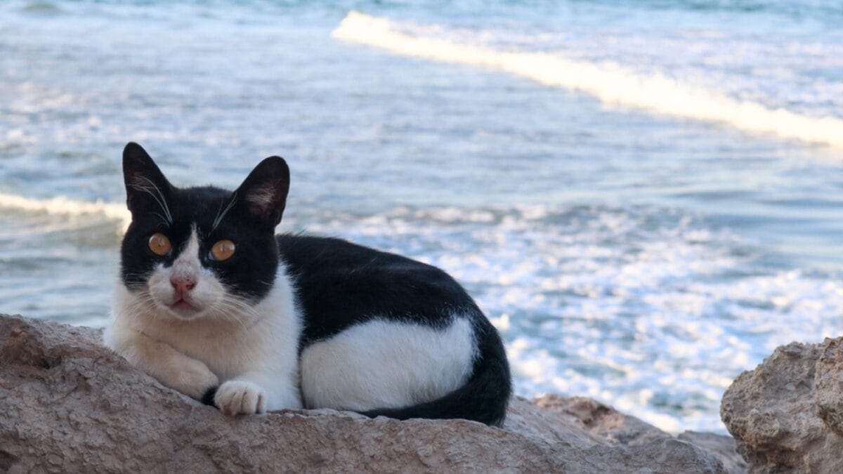 10 Facts About Tuxedo Cats You Probably Didn’t Know - tuxedo cat in beach dp415032398