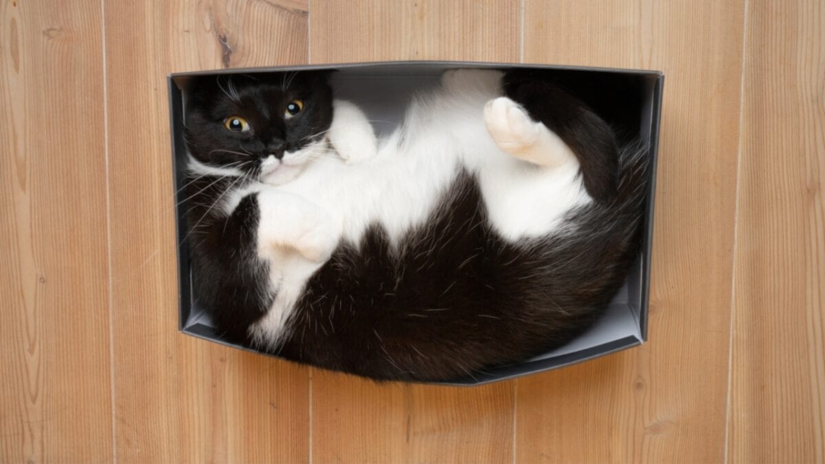 10 Facts About Tuxedo Cats You Probably Didn’t Know - tuxedo cat in box dp538593922