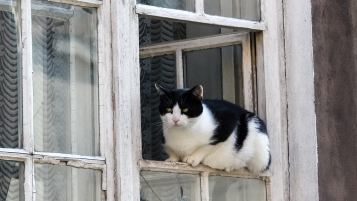 10 Facts About Tuxedo Cats You Probably Didn’t Know - tuxedo cat in window dp375275330