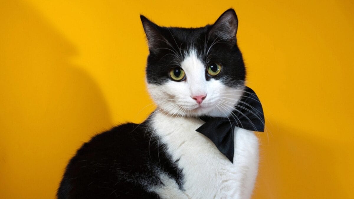 10 Facts About Tuxedo Cats You Probably Didn’t Know - tuxedo cat with bow tie dp62941179