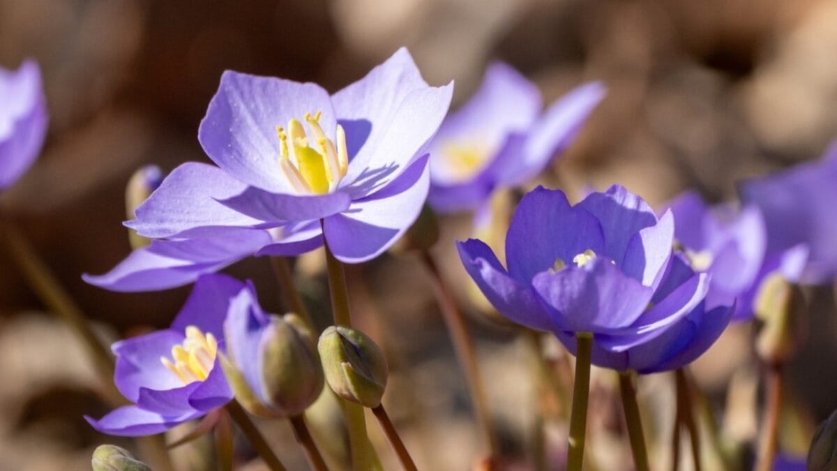 5 Reasons Why You Should Plant Twinleaf in Your Garden - twin leaf purple flower closeup ss2441951317