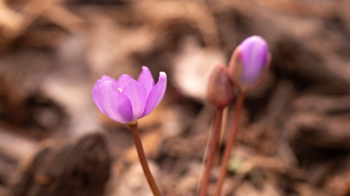 5 Reasons Why You Should Plant Twinleaf in Your Garden - twin leaf soil brown ss2441559223