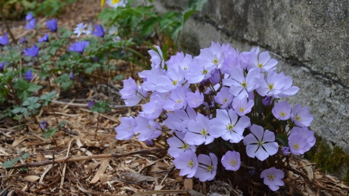 5 Reasons Why You Should Plant Twinleaf in Your Garden - twin leaf with other plants ss2090053810