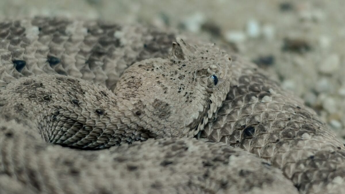 30 Rattlesnake Species from Around the Globe: Majority in U.S. - twin spotted rattlesnake dp414279452