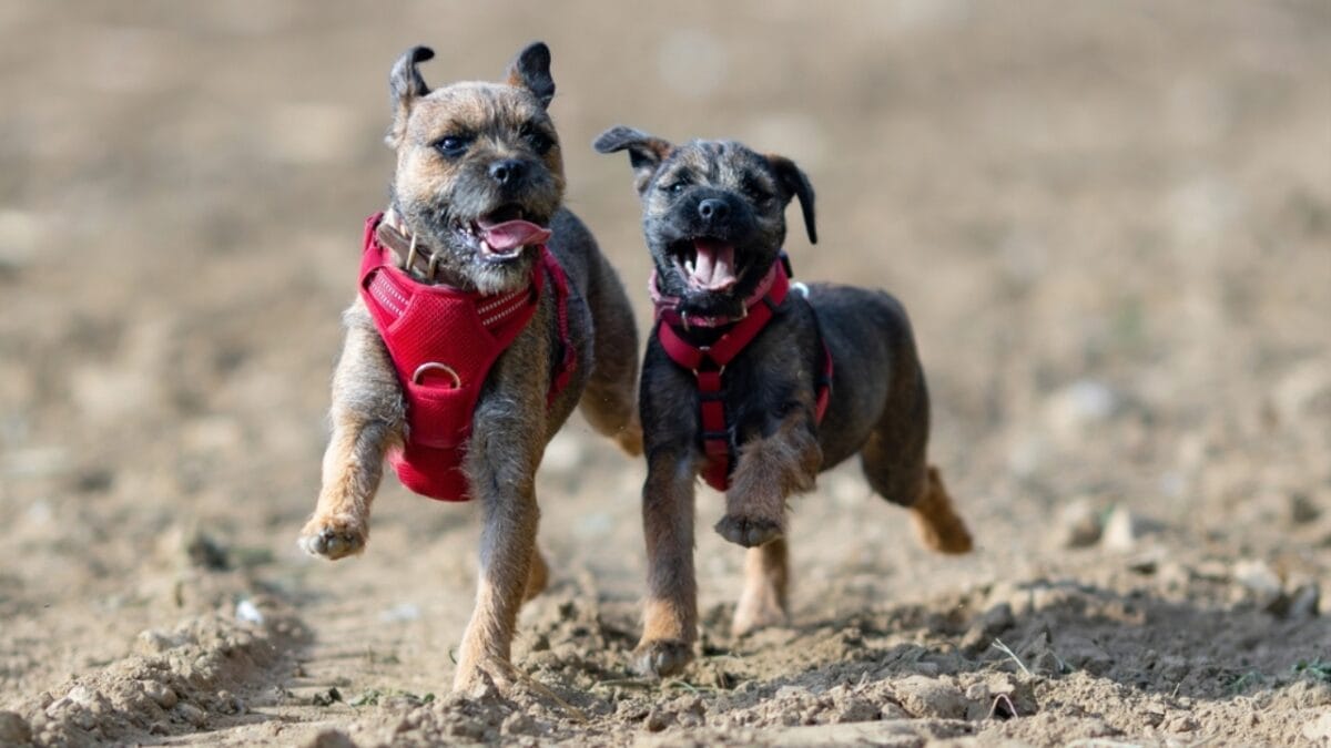 The 100 Mile Solo Journey Of Lucky 10 Reasons Why Border Terriers Are The 100 Mile Solo Journey Of Lucky 10 Reasons Why Border Terriers Are