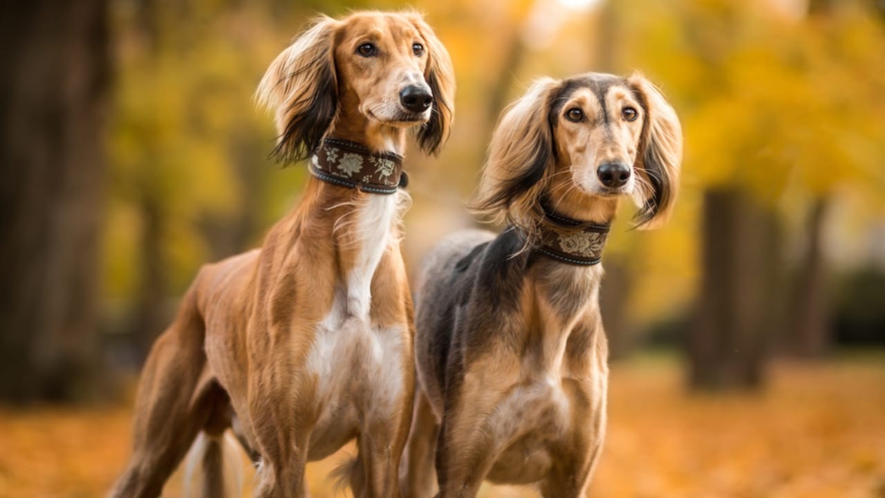 8 Unique Traits That Have Made Saluki Dogs Cherished Companions for Millennia - two brown saluki dog autumn ss753491638