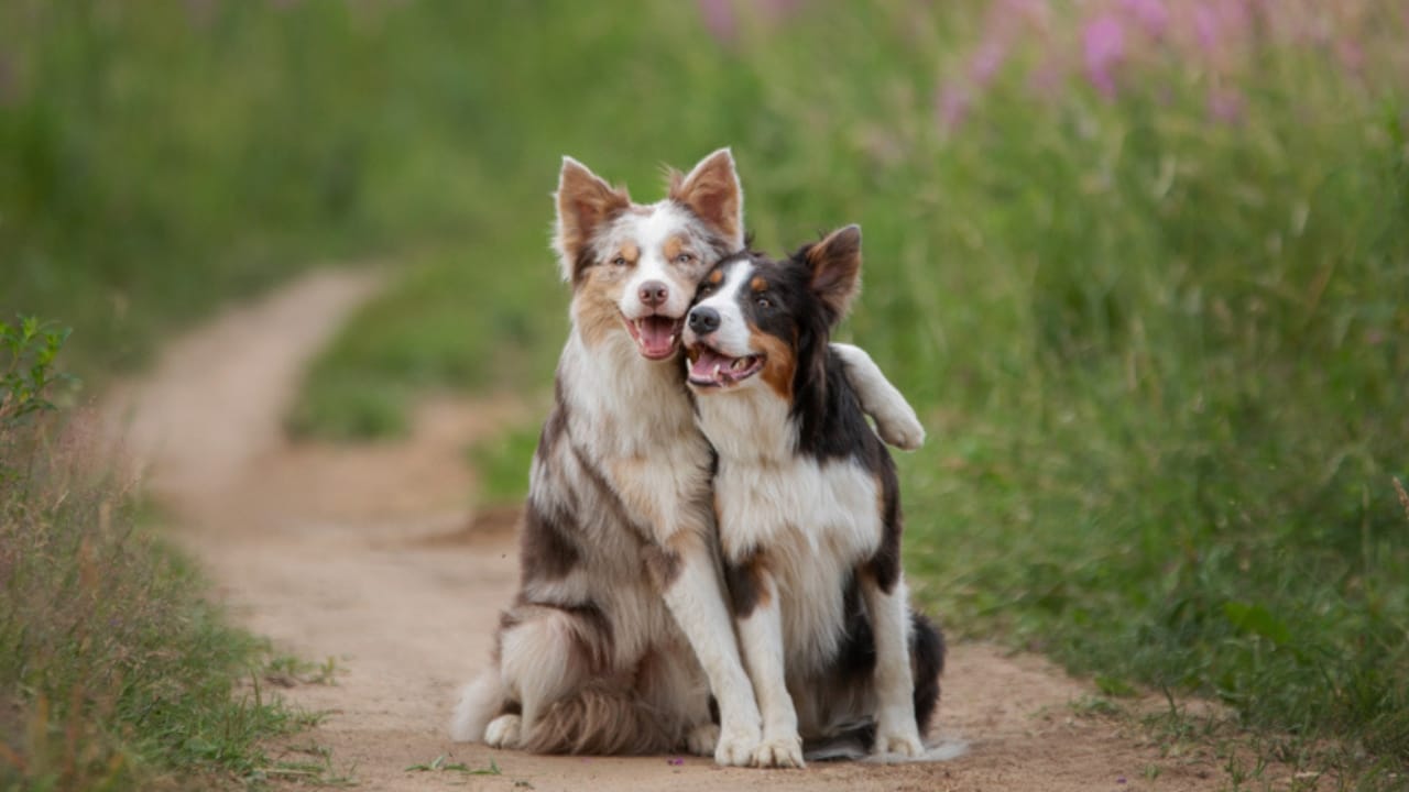 10 Pairs of Dog Breeds That Almost Look Identical - two dogs hugging ss1588395283