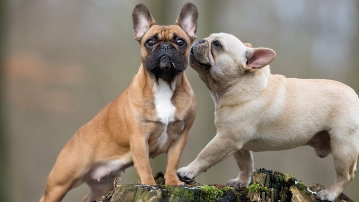 10 Things Only French Bulldog Aficionados Know - two french bulldog kissing ss2377236005