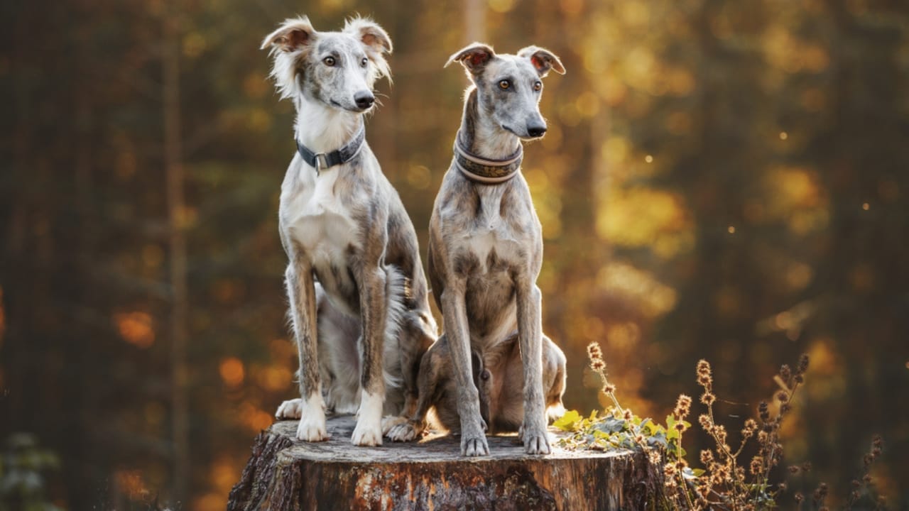 10 Unique Greyhound Facts: The Dog Breed Beloved by Cleopatra, Columbus & Hollywood Stars - two greyhound dogs sitting ss1490906138