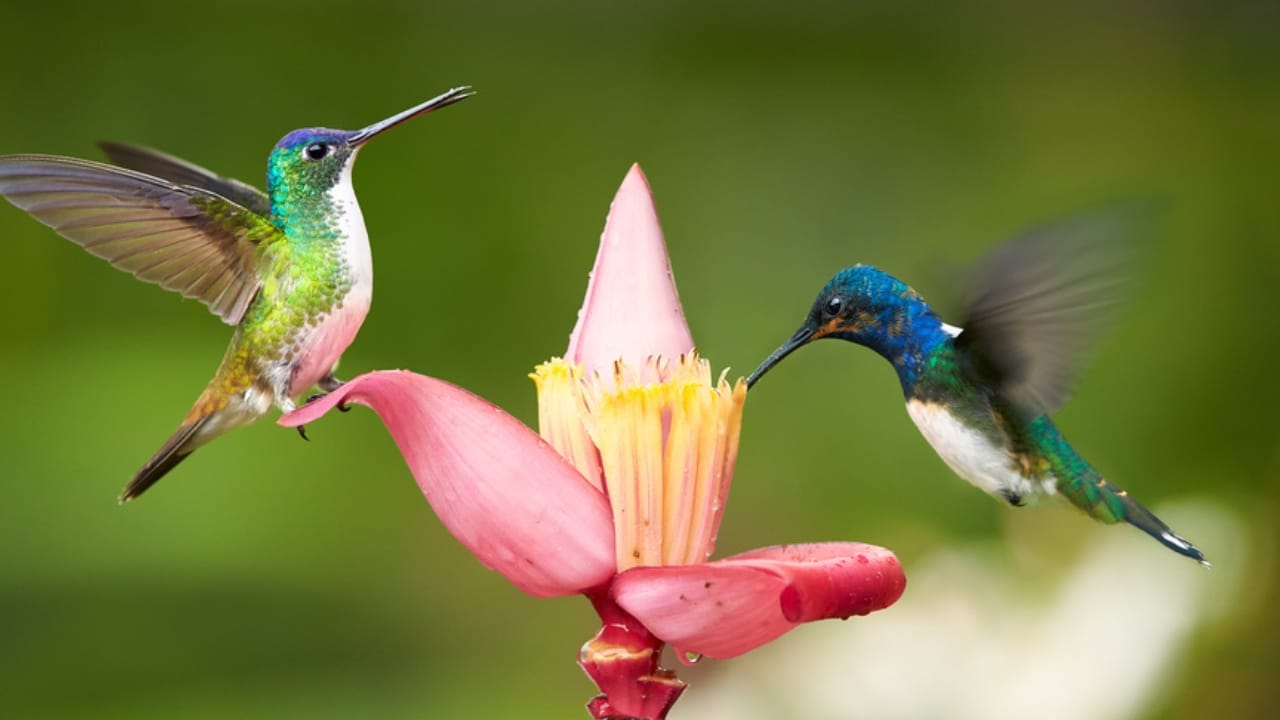 Hummingbird Identification 101: How to Tell Lookalike Species Apart - two hummigbirds ss384143626