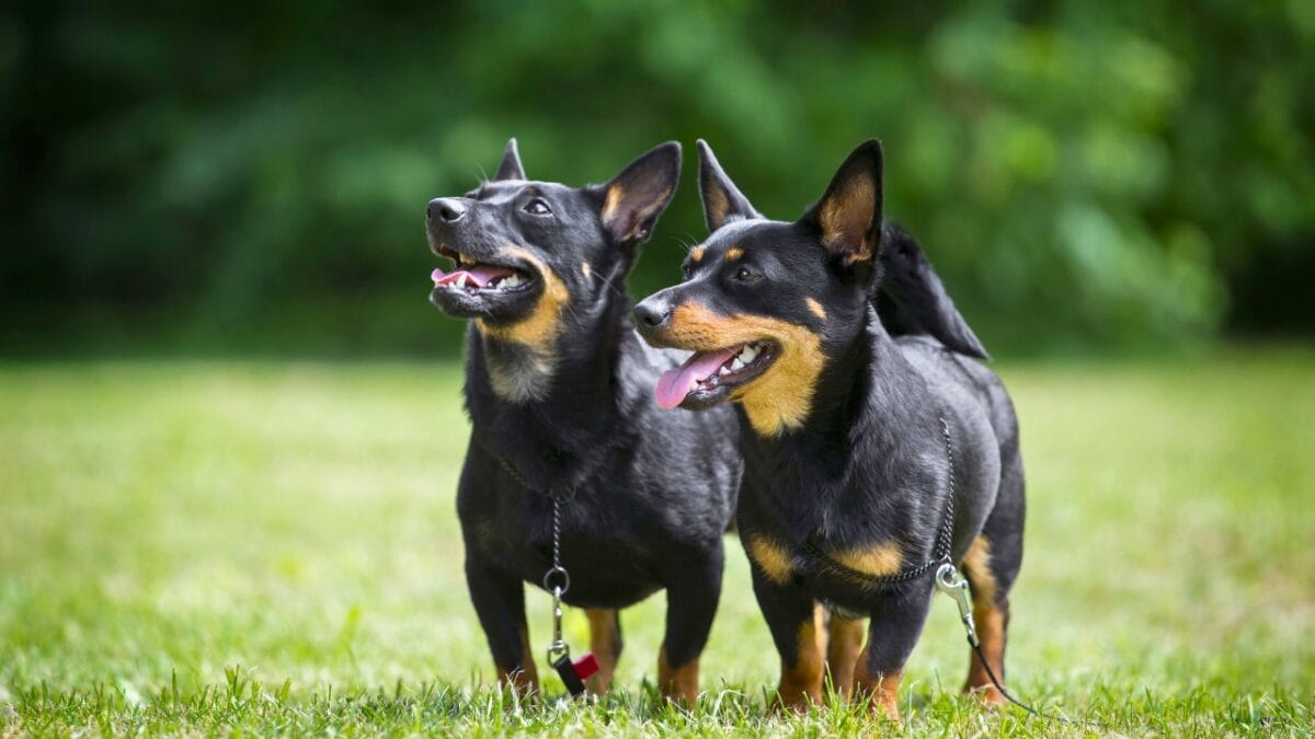 Lancashire Heeler: American Kennel Club's Newest Star - two lancashire heeler ss1475258765