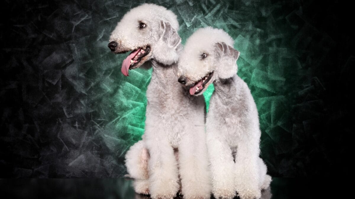 10 Bedlington Terrier Secrets Only True Dog Lovers Know - two terrier dogs side black dp218869660
