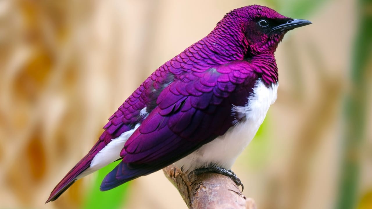 12 Beautiful Purple Birds from Around the World - violet backed or amethyst starling ss708160960