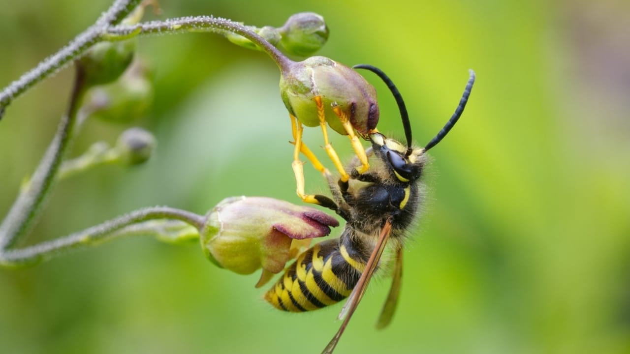 Keep Wasps Away with This Strong Smelling Plant in Your Garden - wasp on figwort flower ss2393278477