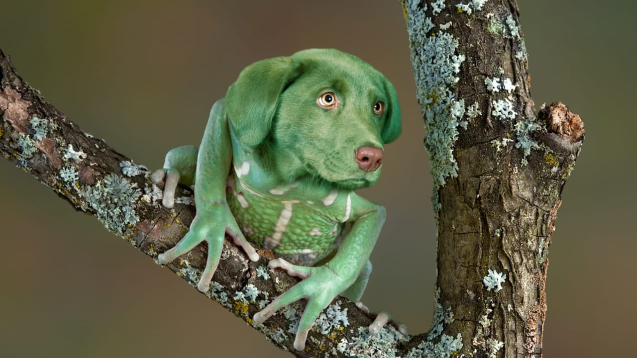 19 of the World's Weirdest Animals - weird dog ss260998508