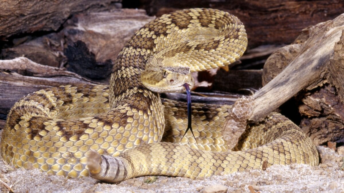 30 Rattlesnake Species from Around the Globe: Majority in U.S. - western diamondback rattlesnake dp7921732