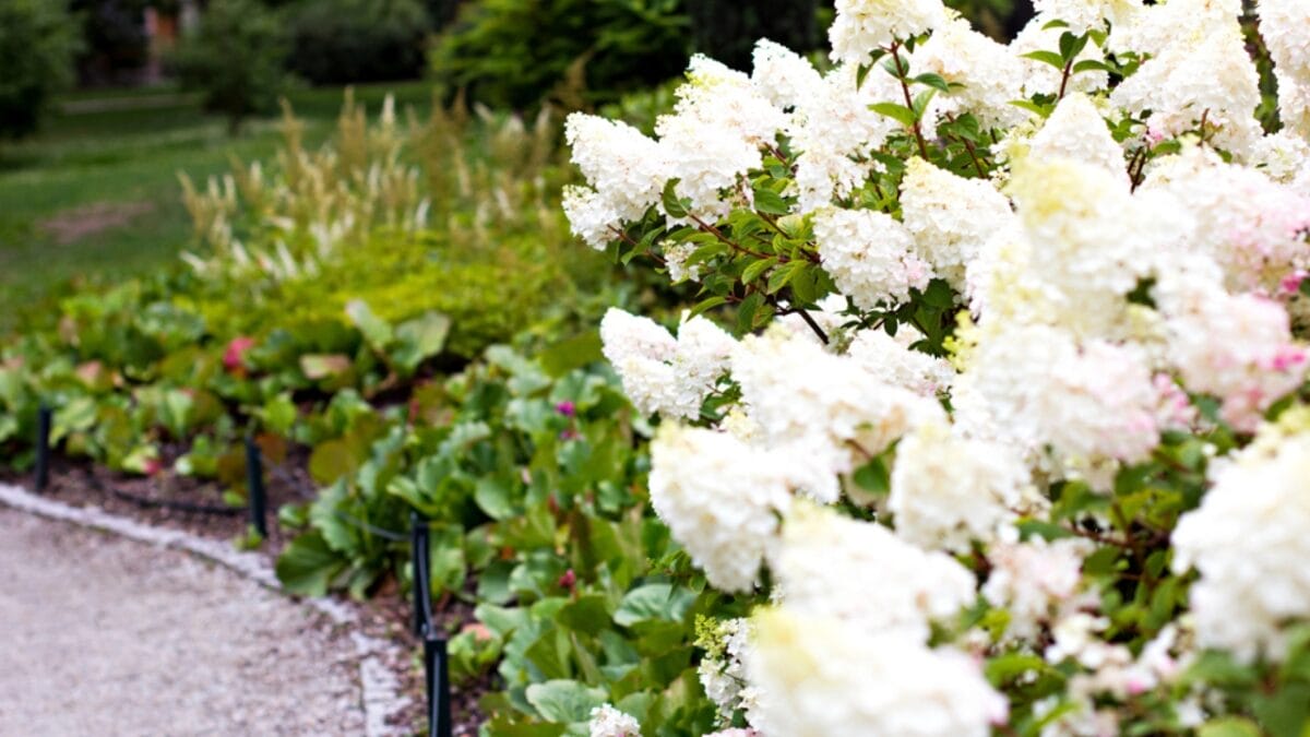10 Tips for Perfectly Growing Hydrangeas - white hydrangea flowers dp302628104