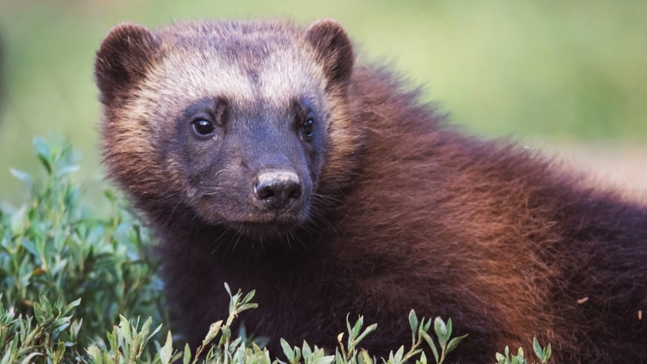 Where Wolverines Roam: 10 States with the Largest Populations in the USA - wolverine ss682364323