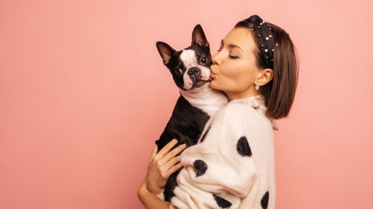 26 Dog Breeds Who Believe Aggression Is Simply Overrated - woman holding boston terrier dog ss2154207531