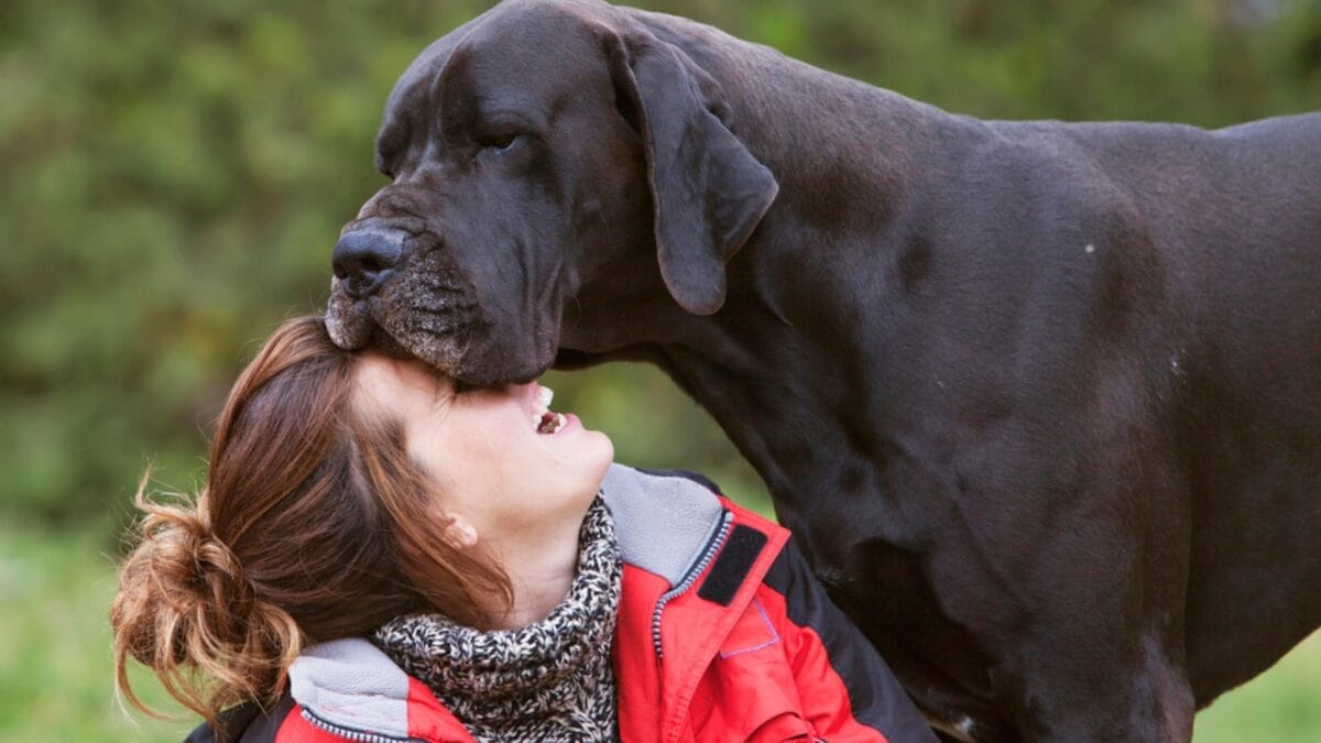 10 Things About Great Danes That Set Them Apart - woman kissing great dane dog dp27418747