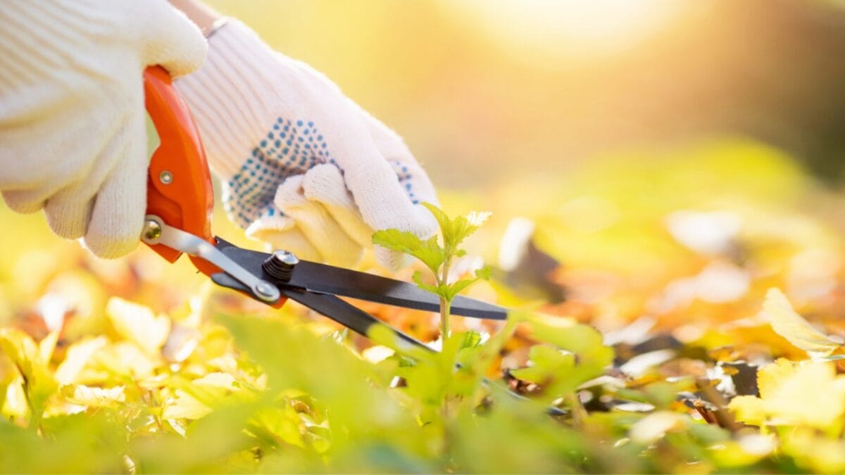 7 Tips to Keep Your Flowerbeds Pristine - woman trimming grass ss1801601278
