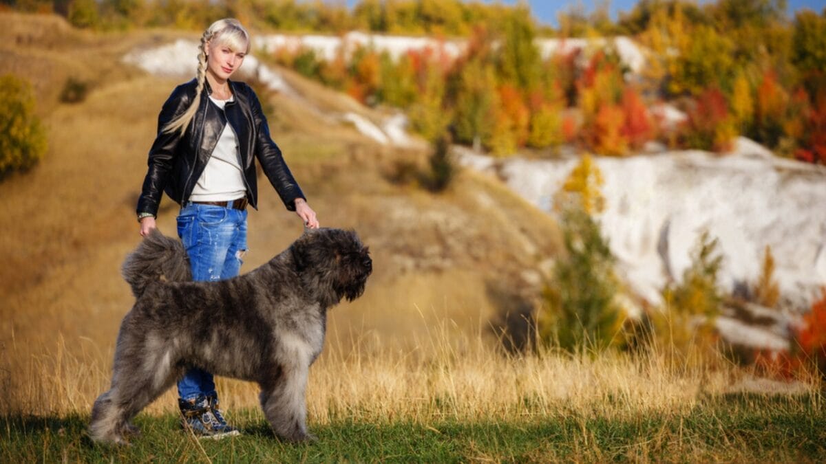 The Bouvier des Flandres: From WWI War Hero to Home Protector - woman with bouvier dog ss677995330