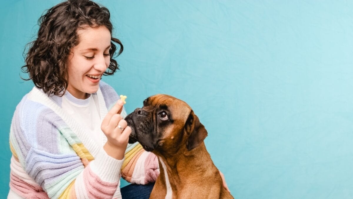 First German Police Dogs & 10 Other Things About Boxers Most People Don't Know - woman with boxer dog ss2135560159