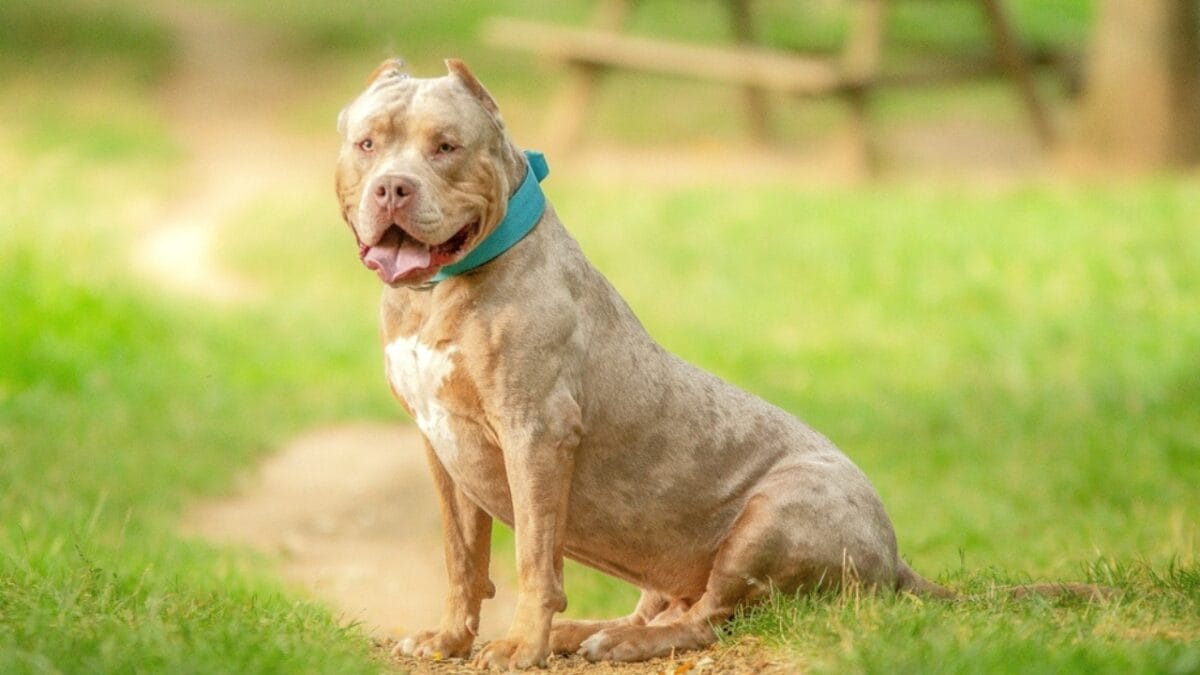 11 Facts About XL Bully Dogs That Potential Owners Should Know - xl bully in backyard ss2362116973