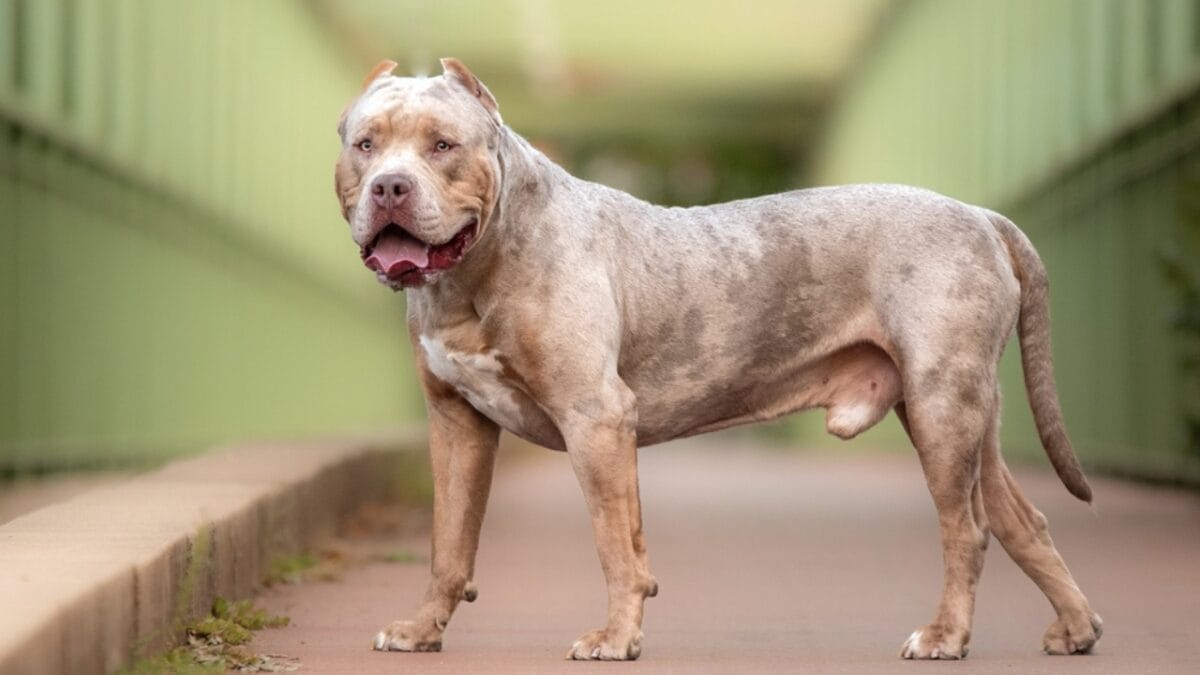11 Facts About XL Bully Dogs That Potential Owners Should Know - xl american bully ss2353368443