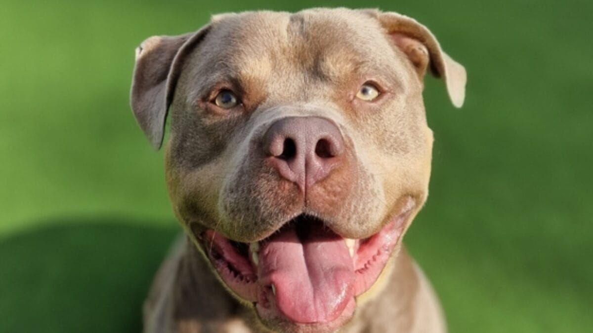 11 Facts About XL Bully Dogs That Potential Owners Should Know - xl bully in grass ss2372364543
