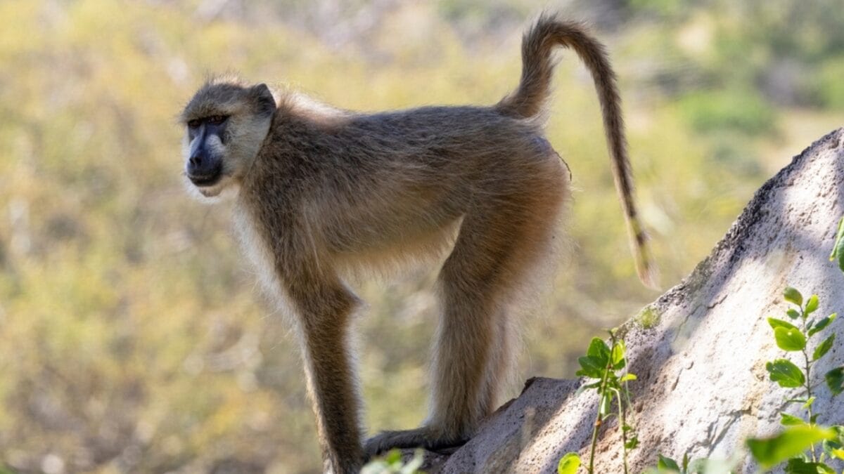 The 10 Largest Monkeys in the World - yellow baboon monkey ss2324079547