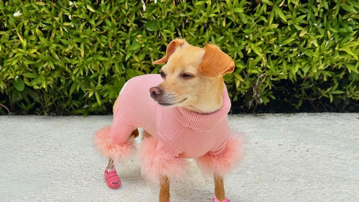 9 Irresistible Dogs You Need to Follow on Instagram - BOOBIE THE BILLIE mj