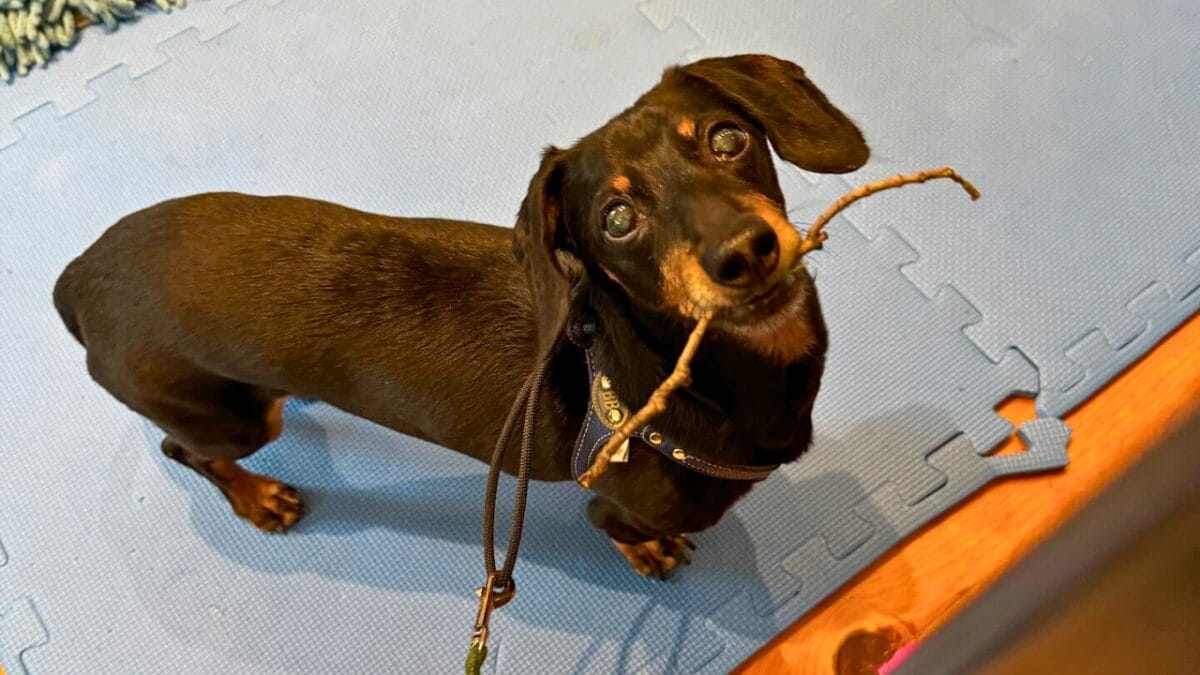 9 Irresistible Dogs You Need to Follow on Instagram - CRUSOE THE DACHSHUND mj