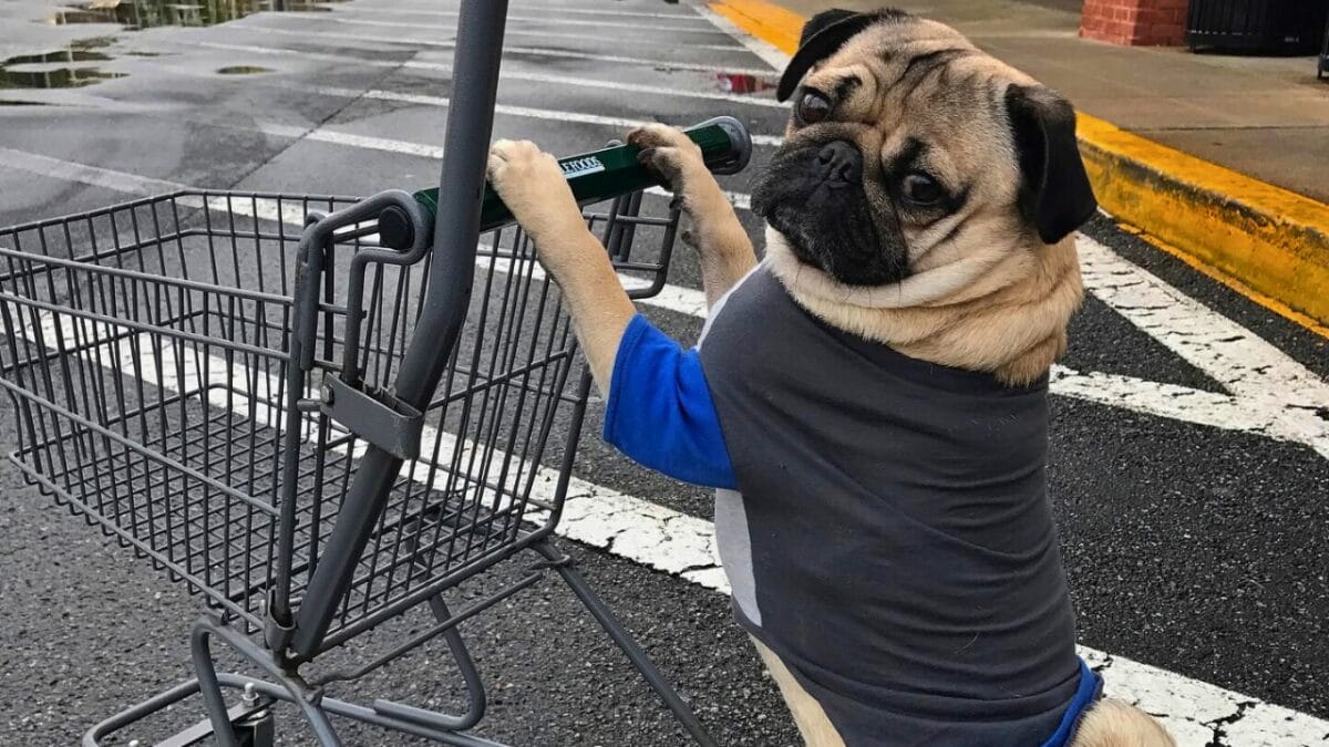 9 Irresistible Dogs You Need to Follow on Instagram - DOUG THE PUG mj